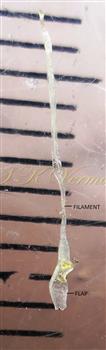  Filament of Stamen